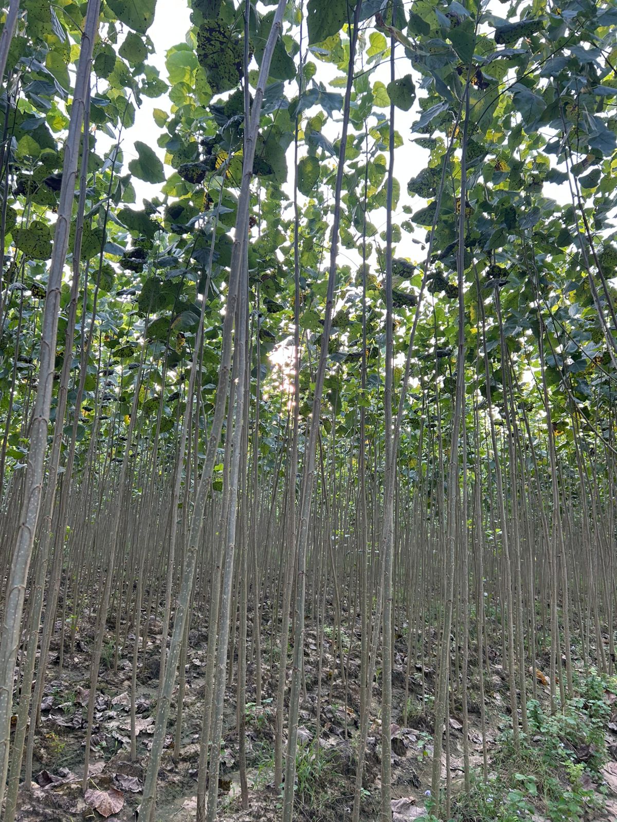 Poplar W112